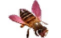 CAD2jpg