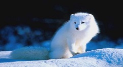 雪狐狸APP注册账号的方法分享