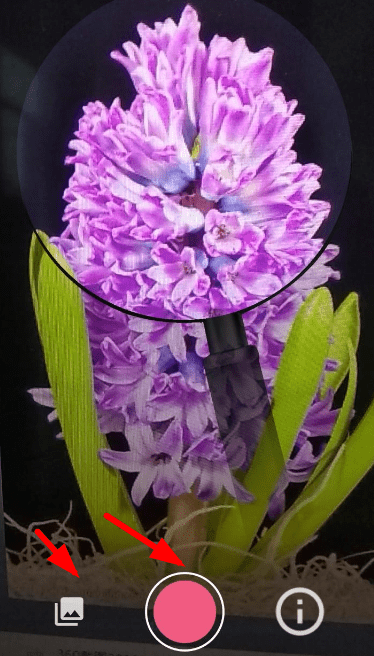 拍照识花APP的使用过程讲解