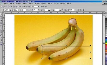 使用CorelDraw制作逼真香蕉图形的具体步骤