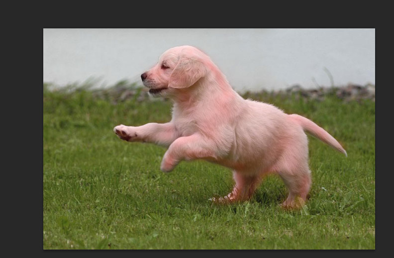 photoshop cs6将草地上狗狗抠出的具体操作步骤