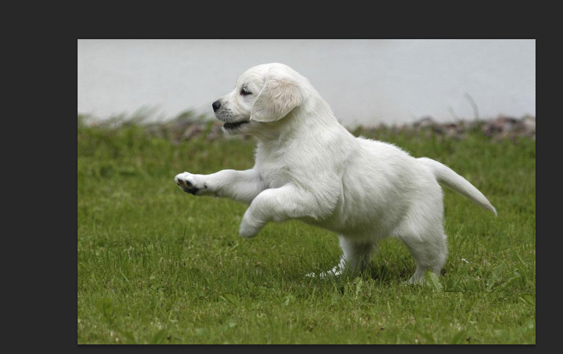 photoshop cs6将草地上狗狗抠出的具体操作步骤