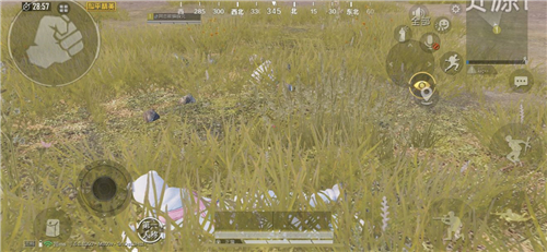 和平精英白熊和恐龙伏地效果对比详解