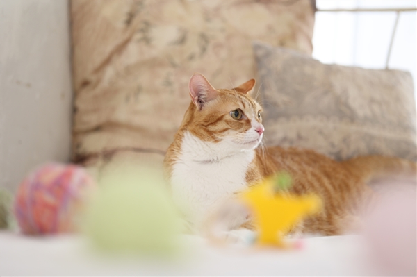 佳能带来新中远摄定焦镜头：5级防抖�.5倍微距大光圈