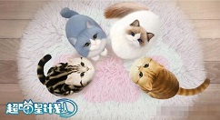 超喵星计划猫咪好感度怎么提升 超喵星计划猫咪好感度提升攻略