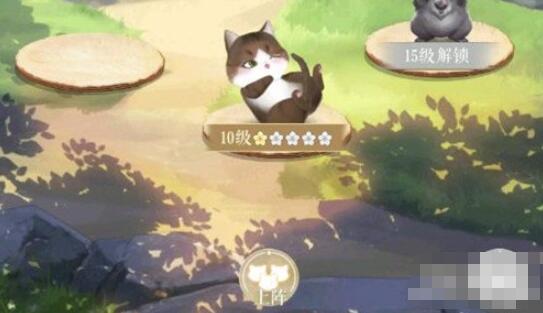 灵猫传猫咪怎么升星 灵猫传灵猫升星方法介绍