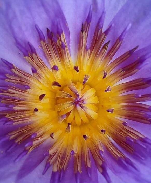 摩托罗拉edgespro怎么样？摩托罗拉edgespro手机介绍