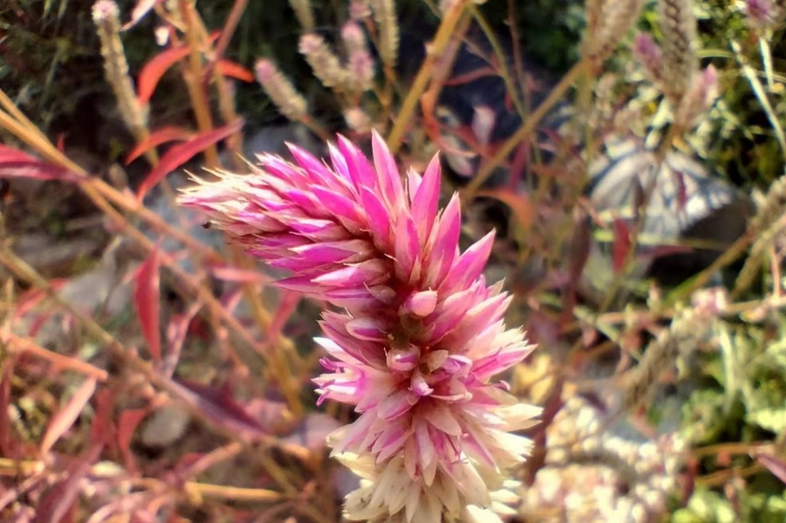 摩托罗拉G71拍照怎么样？摩托罗拉G71拍照性能介绍