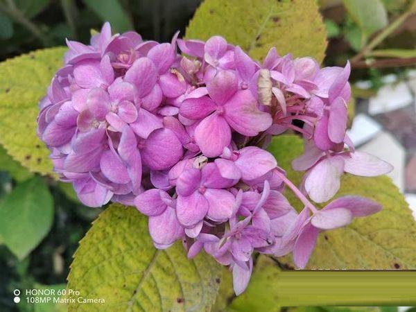 荣耀60pro性能如何?荣耀60pro性能介绍