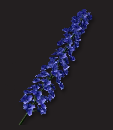 翼星求生芦苇花有什么用?翼星求生芦苇花作用介绍