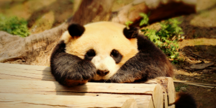 panda widget怎么退款?panda widget退款步骤介绍-66绿色资源网-第3张图片