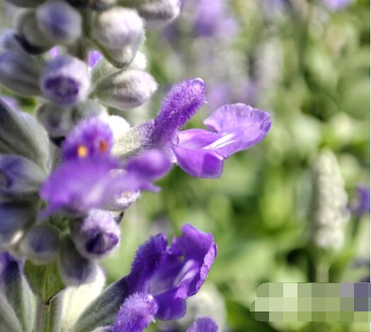 小米MIXFOLD液态相机拍照好不好？小米MIXFOLD液态相机性能介绍