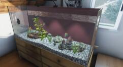模拟养鱼游戏《Aquarist》Steam抢先体验 首发特惠价33.3元