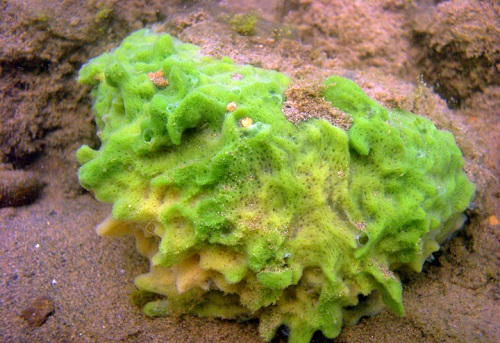 猜一猜海洋里的海绵是植物还是动物?支付宝蚂蚁庄园8月11日答案截图
