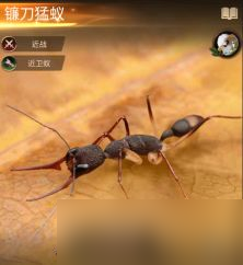小小蚁国特化蚁属性怎么样？小小蚁国特化蚁属性介绍