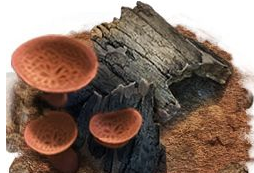 小小蚁国工蚁有什么用？小小蚁国工蚁作用介绍