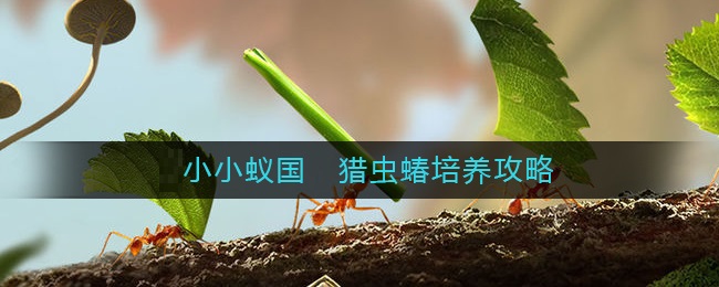 小小蚁国猎虫蝽怎么培养?小小蚁国猎虫蝽培养攻略