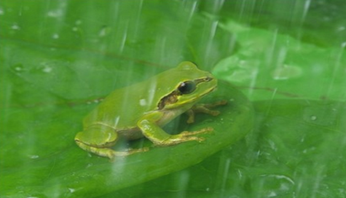 小鸡宝宝考考你：青蛙会被水淹死吗?支付宝蚂蚁庄园9月21日答案截图