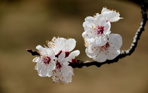 哪种花在古代被称为“及第花”?支付宝蚂蚁庄园9月14日答案