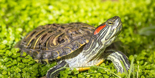 在野外捡到一只巴西龟，可以放生吗?支付宝蚂蚁庄园9月7日答案截图