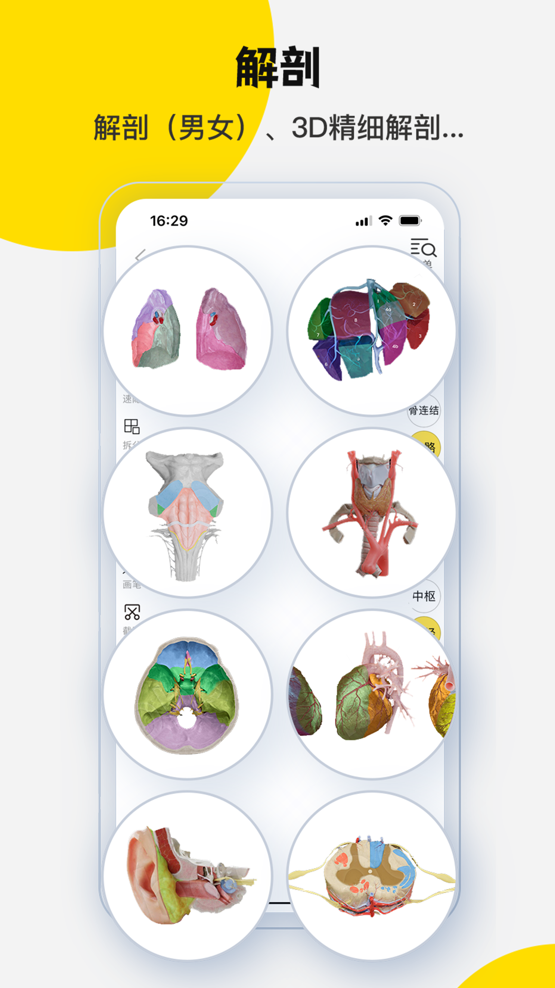 3dbody解剖学专业版截图