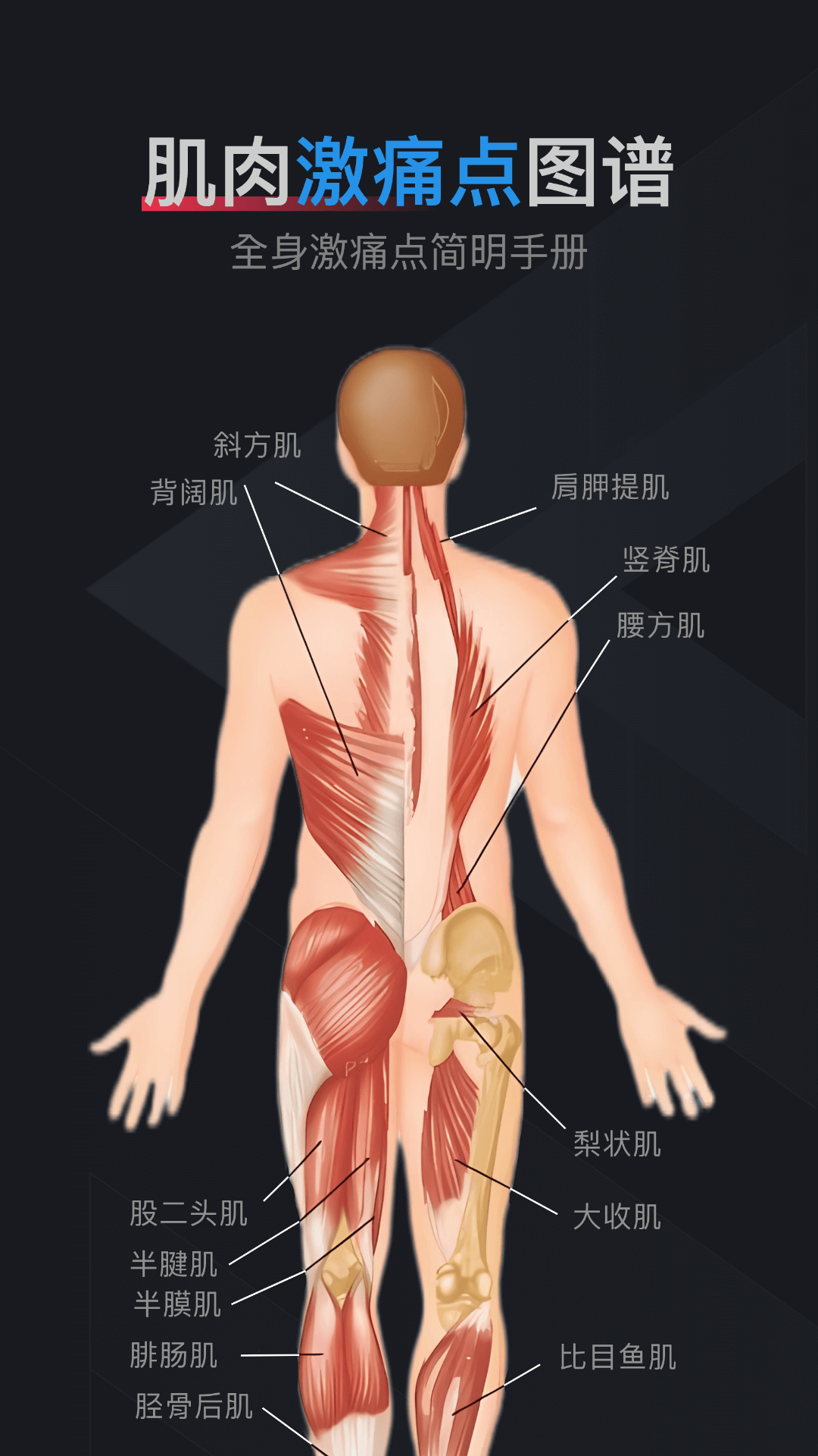 肌肉激痛点图谱截图