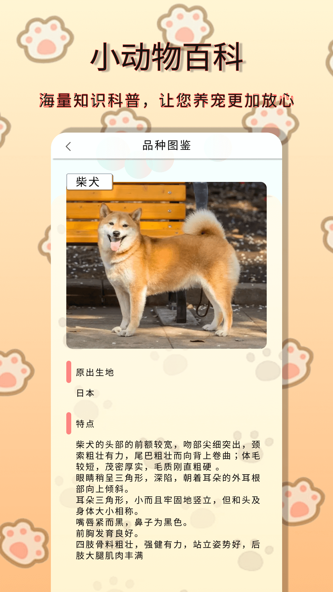 小动物之星截图