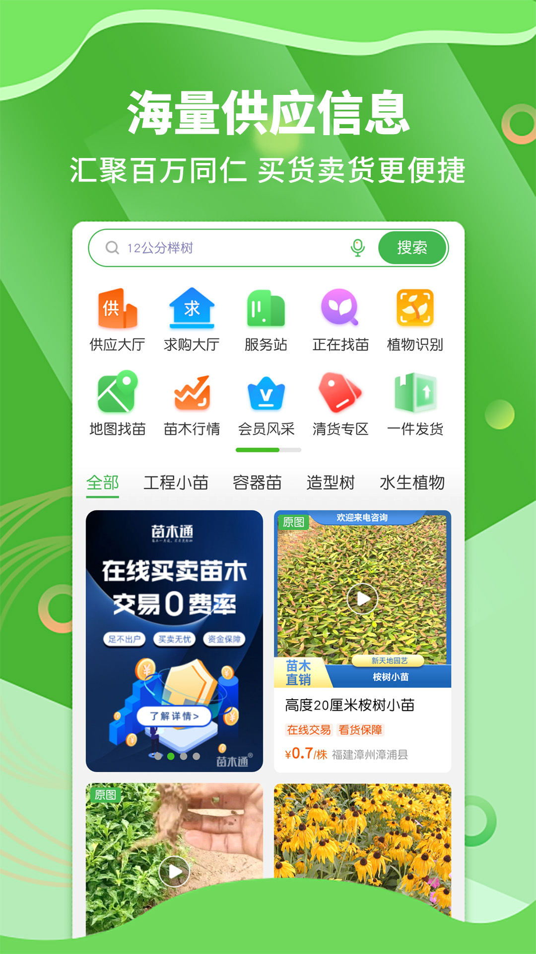 苗木通截图