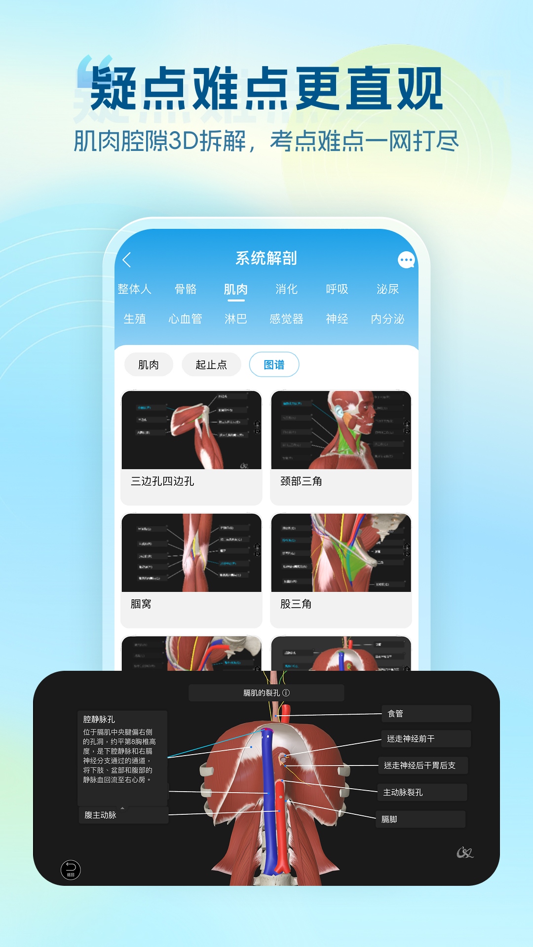 维萨里3D解剖截图