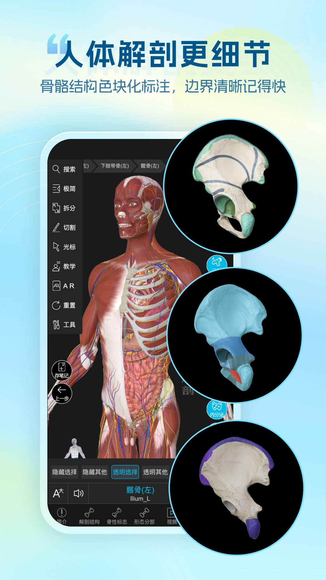 维萨里3D解剖教学截图