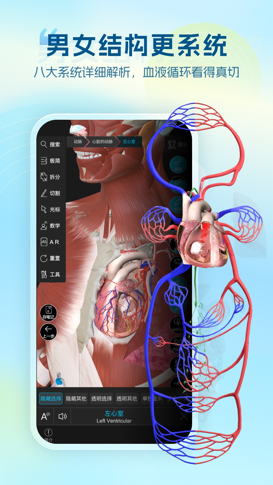 维萨里3D解剖教学截图