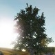 大树模拟器-大树模拟器截图