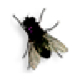 Fly on Desktop