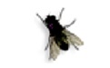 Fly on Desktop
