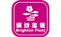 缤纷盆栽
