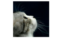 YouGet(视频下载软件)