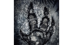 进化九项修改器