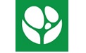 芝麻菜