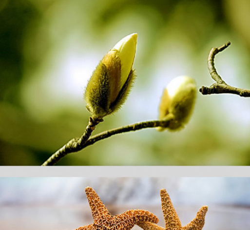 Alien Skin Bokeh For Mac截图