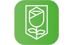 蔷薇出行