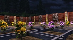 明日之后菊花种子怎么种？明日之后天气与科技种植菊花种子攻略