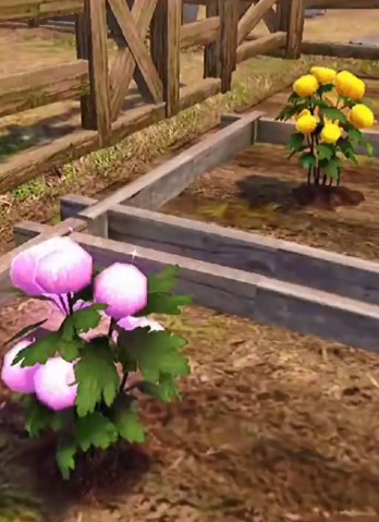 明日之后菊花瓣有什么用?明日之后菊花茶配方与美味属性解析