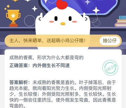 成熟的香蕉形状为什么大都是弯的？蚂蚁庄园今日课堂答题答案截图