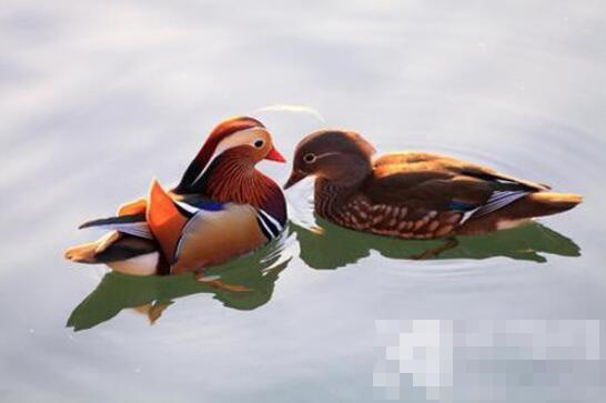 中国古代鸳鸯一词最早用来比作什么 蚂蚁庄园2020年11月4日答案最新截图