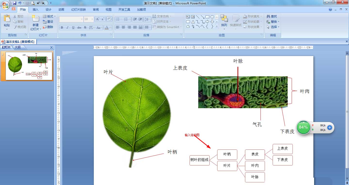 如何使用PPT绘制树叶结构名称图解?PPT绘制树叶结构名称图解方法教程截图