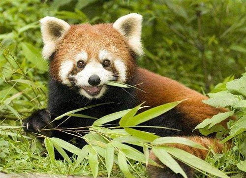 棕色的小熊猫，是大熊猫的宝宝吗?支付宝蚂蚁庄园4月29日答案截图