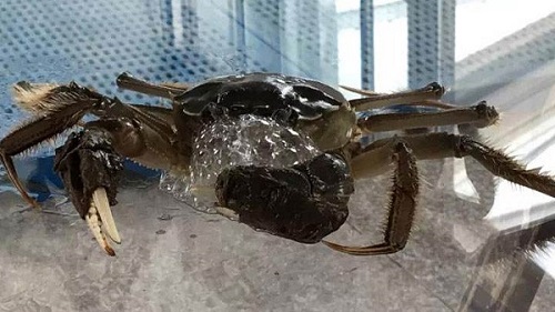 小鸡宝宝考考你,螃蟹为什么总喜欢吐泡泡?支付宝蚂蚁庄园7月22日答案截图