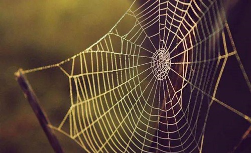 猜一猜:蜘蛛的丝是从哪里“吐”出来的?支付宝蚂蚁庄园8月29日答案截图