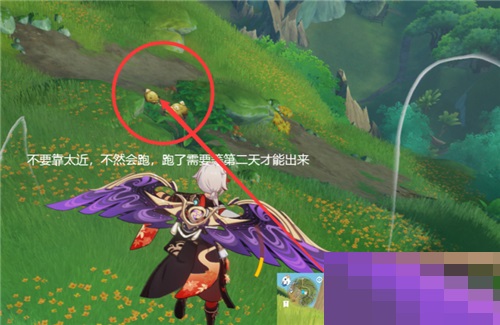 原神珍稀之鸟什么时候刷新?原神珍稀之鸟刷新时间介绍