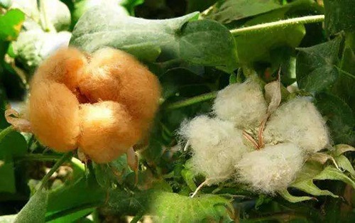 小鸡宝宝考考你：大自然中的棉花都是白色的吗?支付宝蚂蚁庄园9月19日答案截图